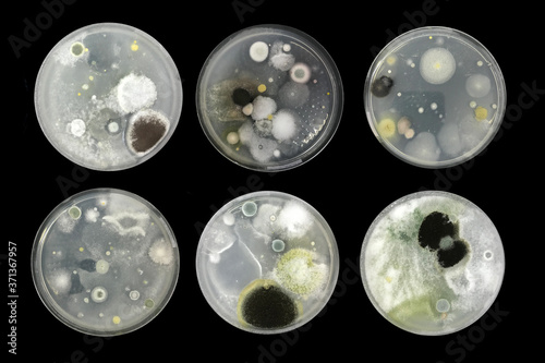 Bacteria on agar plate isolated from air