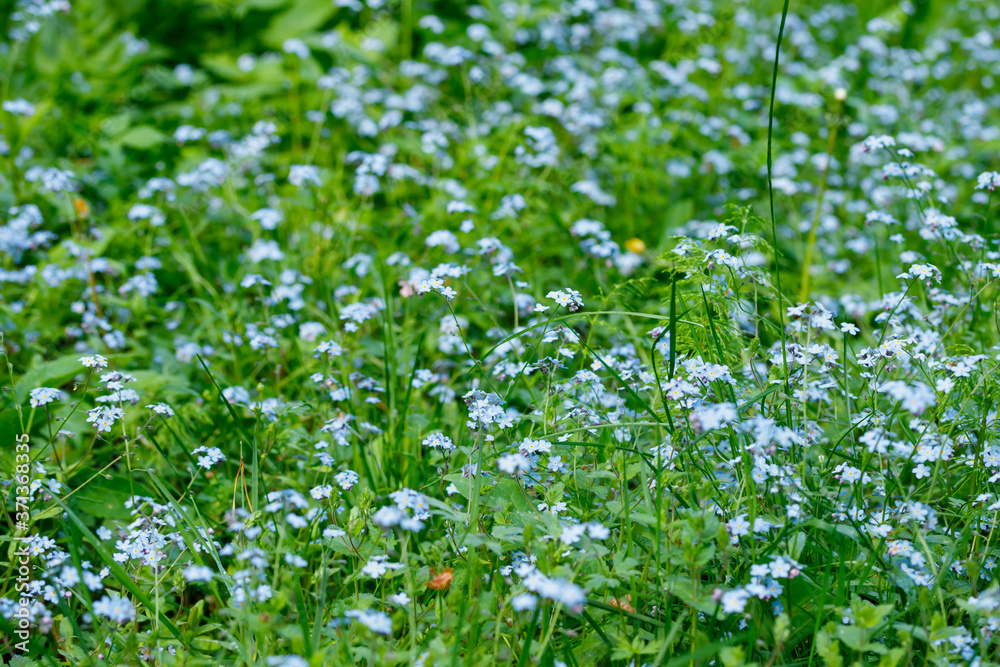 Forget-me-not flowers in spring garden, macro photography Forget-me-not flowers in spring garden, macro photography