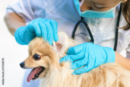 Female veterinarian examining the dog. Doctor looking ear mites, treating infection, allergies of Pomeranian Spitz. Preparing a pet for vaccination. Hygiene, care, treatment, prevention