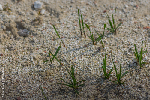 green blades of grass in the sandy ground