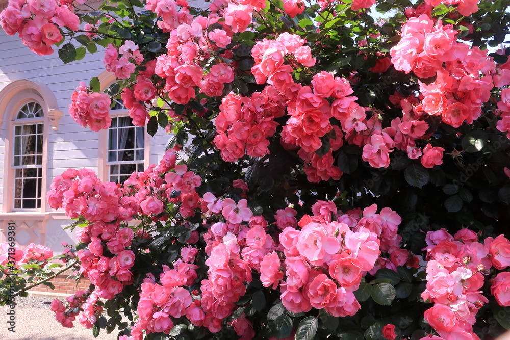 Fototapeta premium 屋敷の庭に咲いたピンクの薔薇