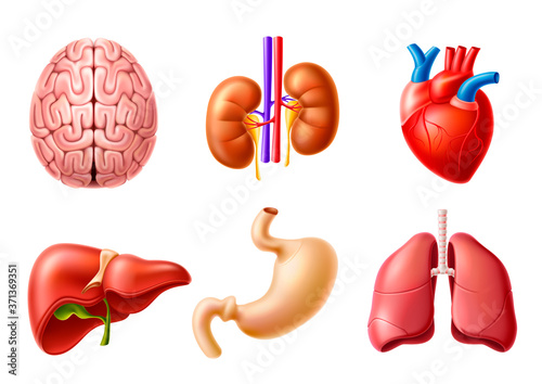 Vector human internal organs 3d set lungs heart