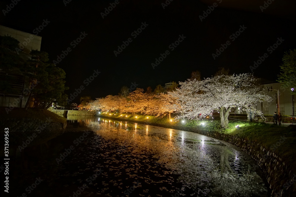 SAKURA, Cherry Blossoms at night time in Matsumoto castle, Nagano, Japan.