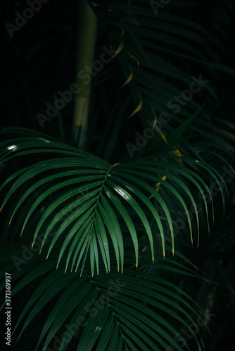 Deep green palm leaf with dark tropical forest background 