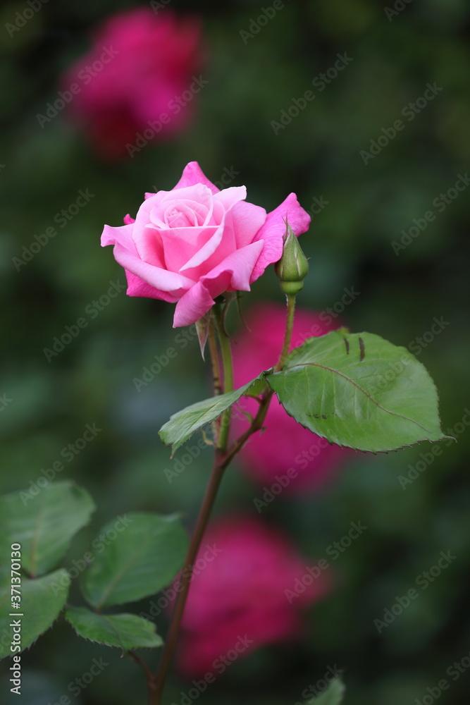 美しいスタイルのピンクの薔薇
