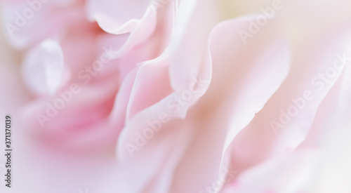 Soft focus  abstract floral background  pale pink rose petals. Macro flower backdrop for holiday brand design
