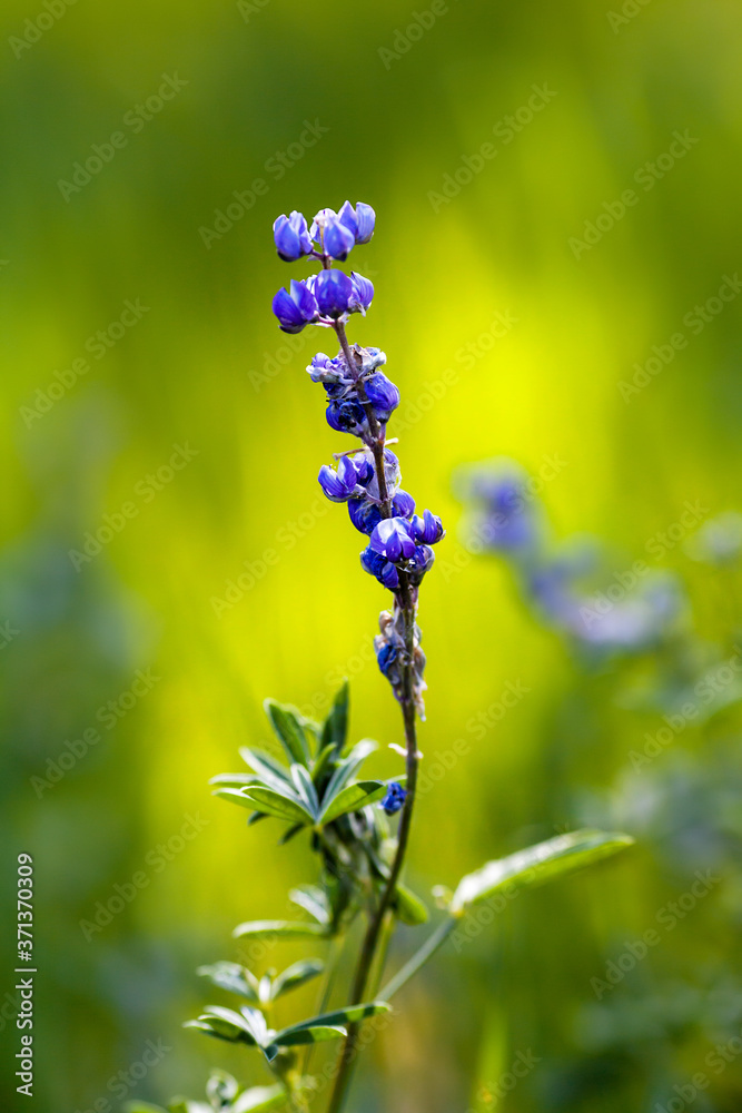 Φωτογραφία Meadow of Lupinus Nanus or Sky Lupine plant in a selective focus, natural backgr