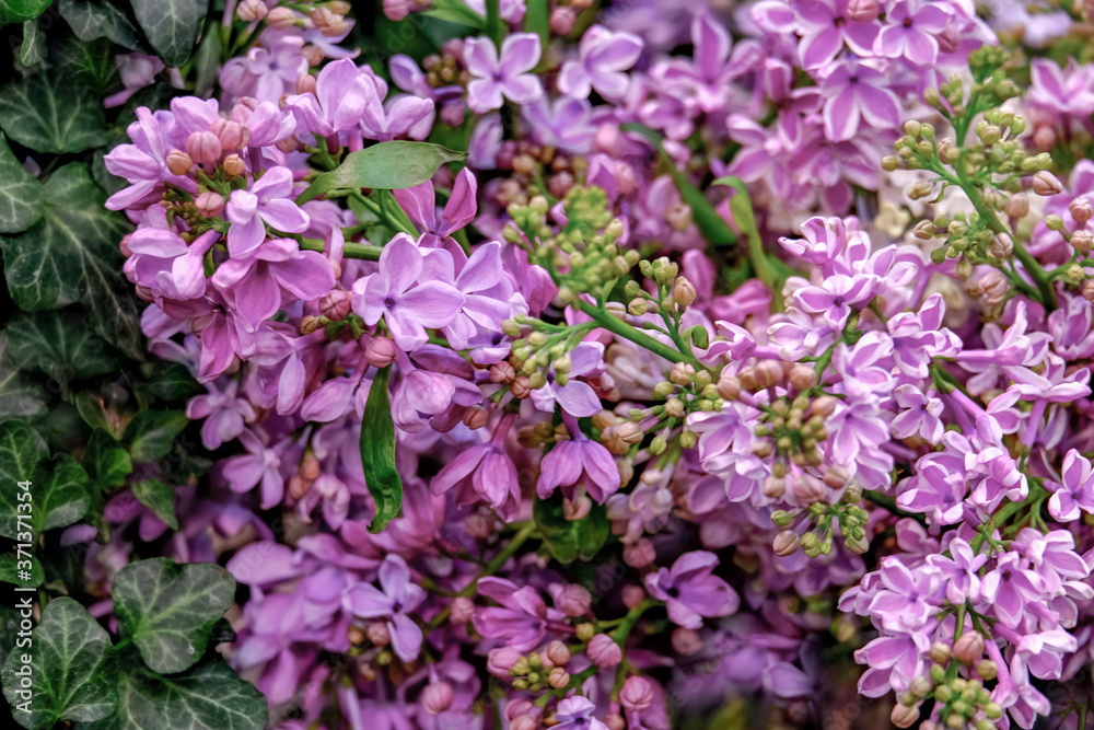 Beautiful fragrant purple lilacs blooming in the garden. Close up.  Background.