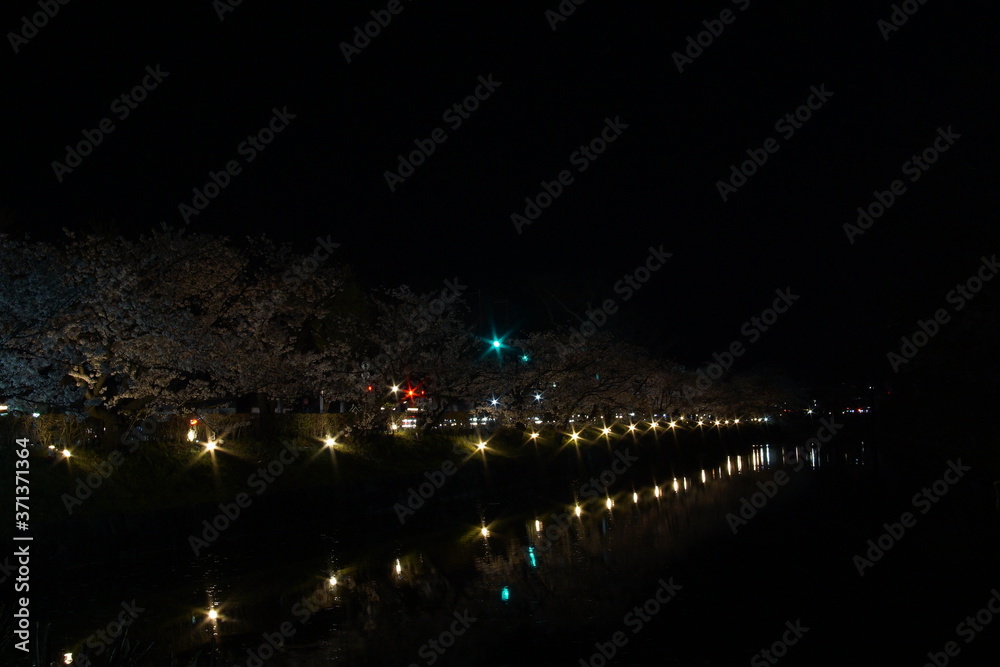 SAKURA, Cherry Blossoms at night time in Matsumoto castle, Nagano