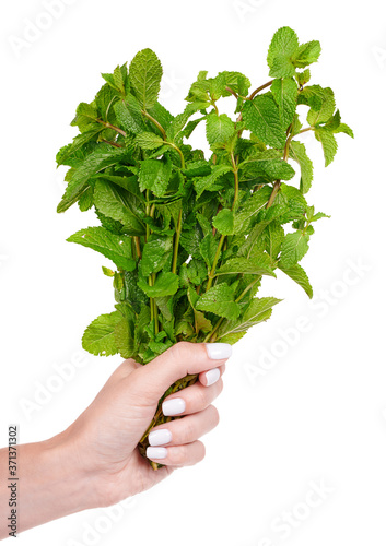 Hand with fresh mint leaves, herbal tea, isolated on white background.