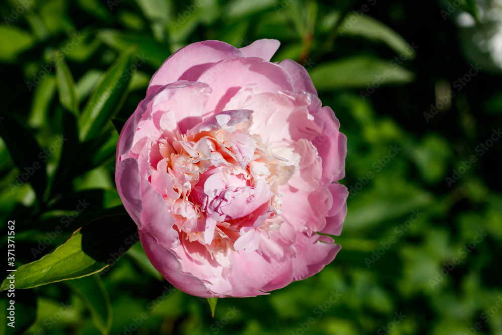 Pink peony flower blooming in the garden. Pink peony flower blooming in the garden.