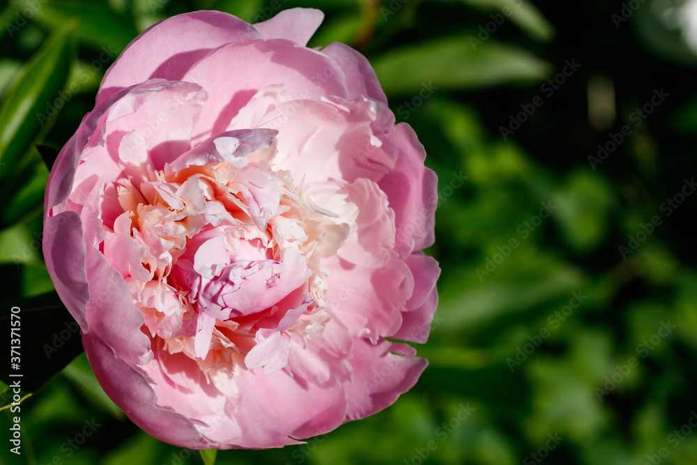 Pink peony flower blooming in the garden. Pink peony flower blooming in the garden.