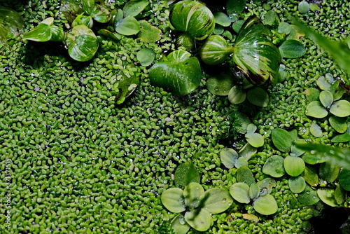 Background From Green Duckweed In Water. Duckweed. The duckweed with beautiful colors.