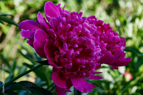Fototapeta Naklejka Na Ścianę i Meble -  Purple peony flower blooming in the garden.