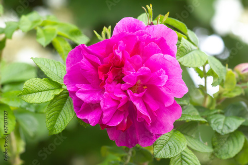 Rosa rugosa pink flowers on bush growing in summer garden photo