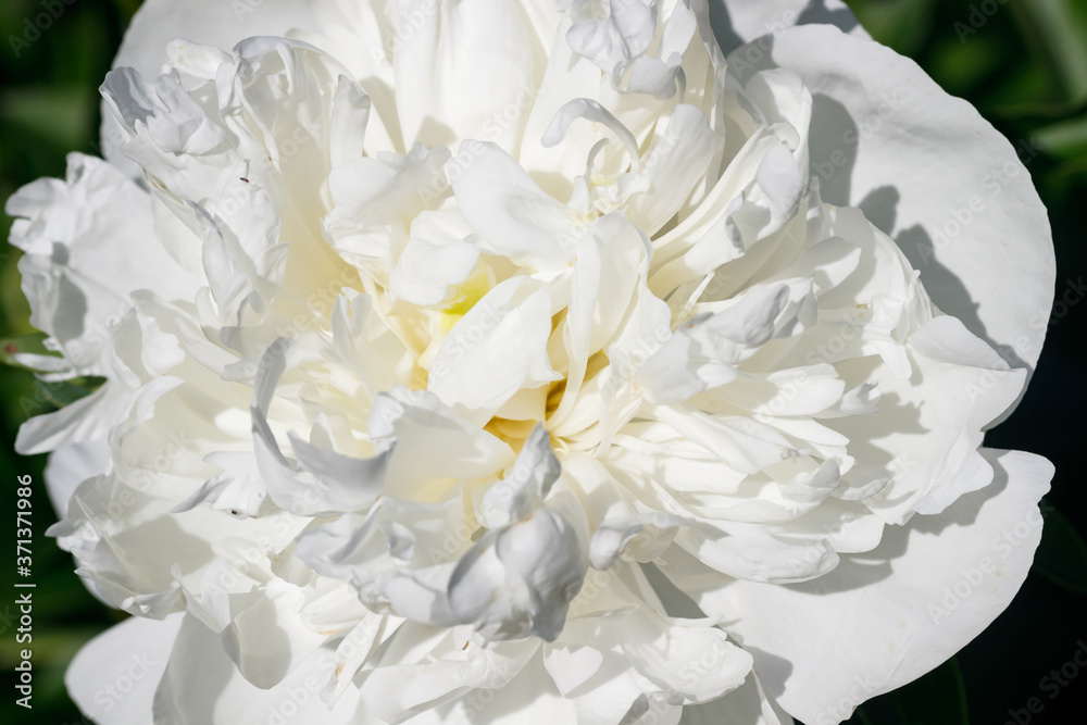 White peony flower blooming in the garden.