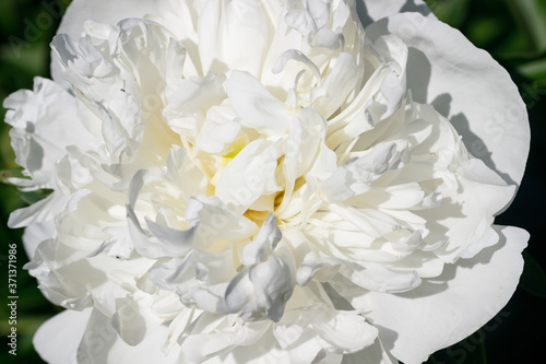 White peony flower blooming in the garden. © Elena Noeva
