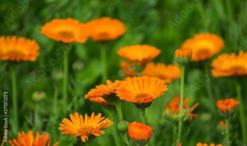 bright flowers of medicinal marigold in a meadow  close-up