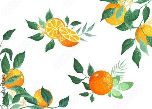 Decorative orange composition, elements isolated on a white background. Orange fruits with leaves and flowers, frame.