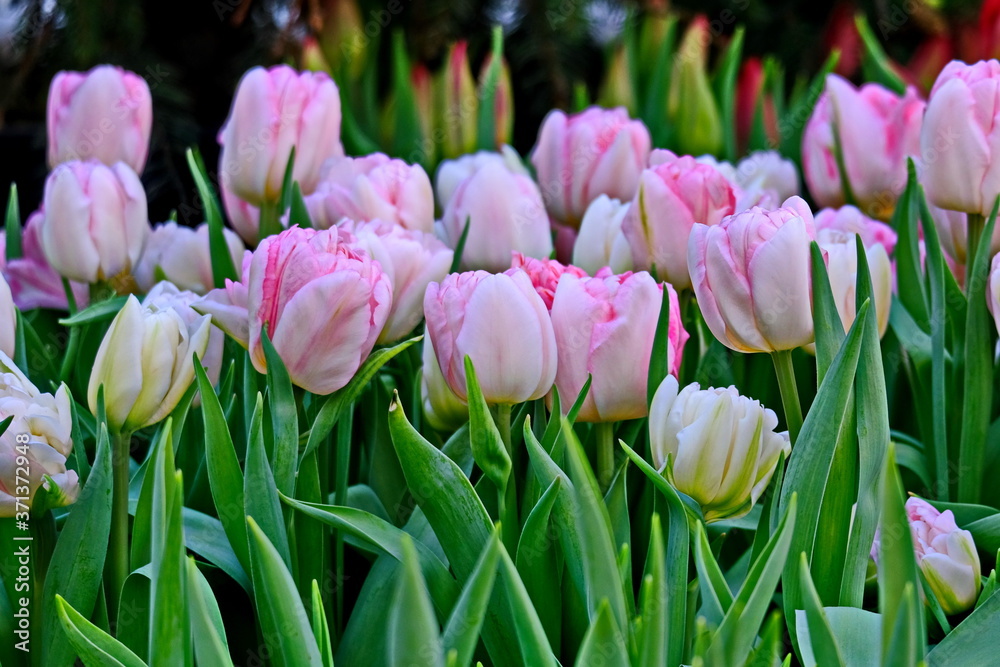Fototapeta premium Group of colorful tulip in spring garden. Bright colorful tulip photo background. Amazing spring concept and background.