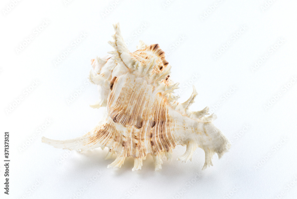 Sea shells isolated on a white background Sea shells isolated on a white background