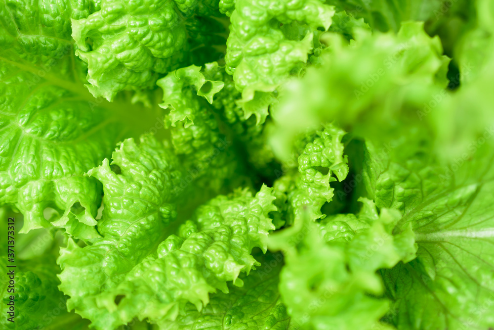 Green lettuce leaves close up. Healthy food. Green background. Green lettuce leaves close up. Healthy food. Green background.