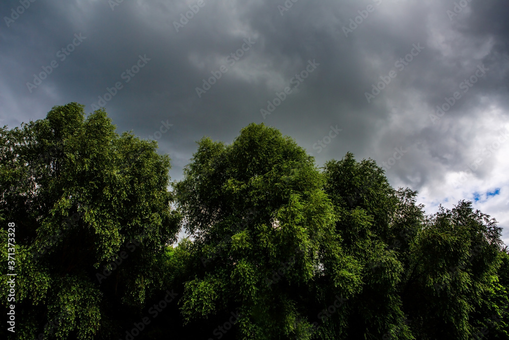 Obraz premium A large gray cloud over the trees