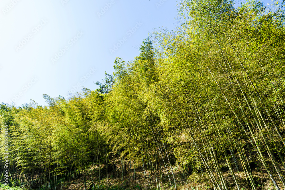 The walkway between bamboo forest in Nantou, Taiwan. The walkway between bamboo forest in Nantou, Taiwan.
