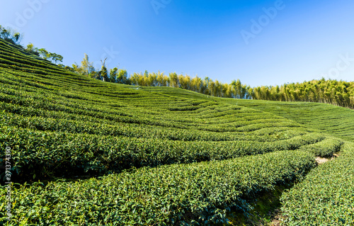 Beautiful tea plantation landscape on the mountaintop of Nantou, Taiwan. © BINGJHEN