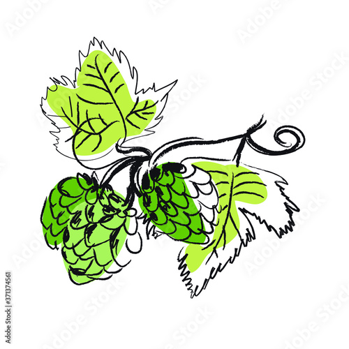 Fleur de houblon