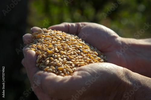 mani,grano photo