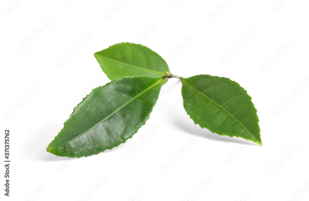 Obraz premium Green leaves of tea plant isolated on white