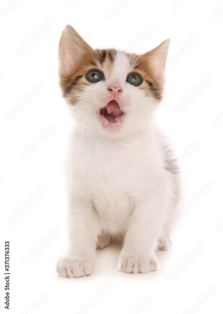 Fototapeta premium Cute little kitten on white background. Baby animal