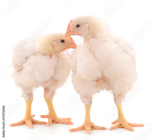 Two chicken or young broiler chickens.