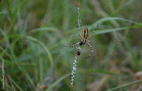 This spider has a characteristic color scheme combining yellow and black stripes interwoven with a thin white border. The female grows in Central European conditions to a length of 15 mm,