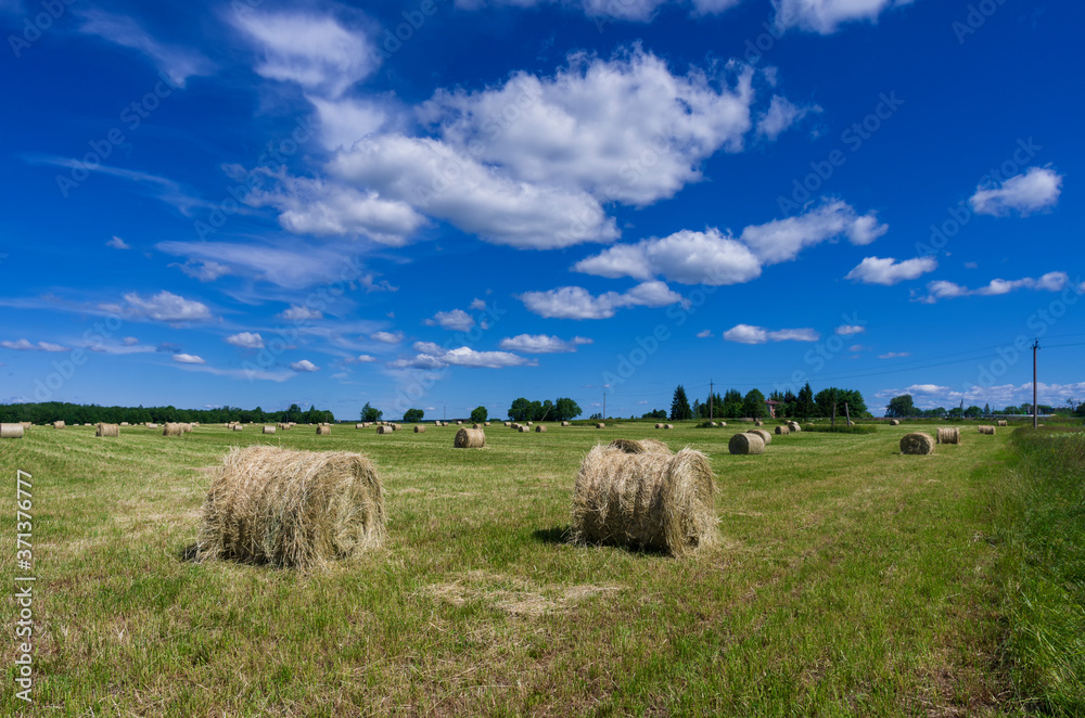 Rolls of rolled mown hay on a green summer meadow prepared for cattle