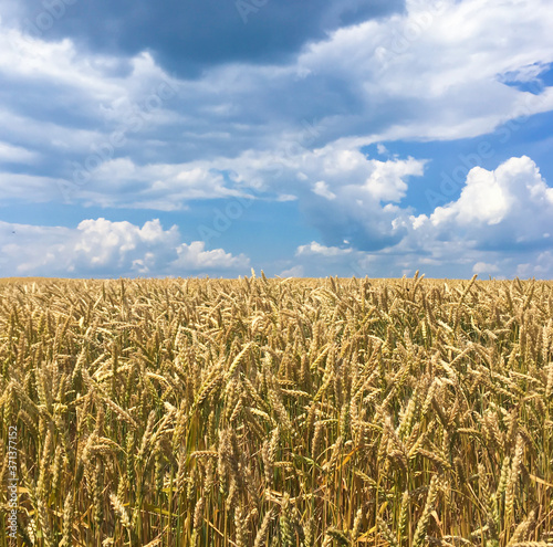 cornfield with blue sky, summer