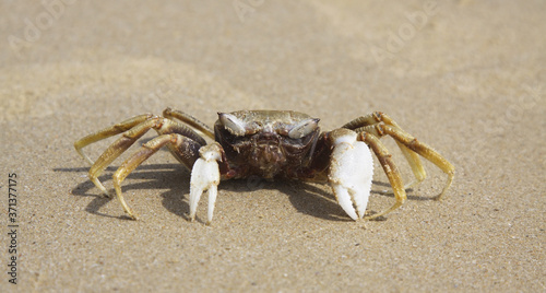Walking crab in the seaside. Tropical wildlife. Small shellfish. Macro photo. Wallpaper and backdrop.