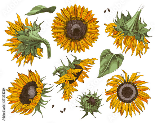 Hand drawn sunflowers set