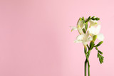 Beautiful freesia flowers on light pink background. Space for text