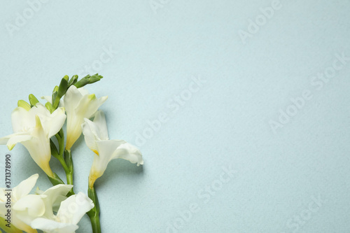 Beautiful freesia flowers on light blue background, flat lay. Space for text