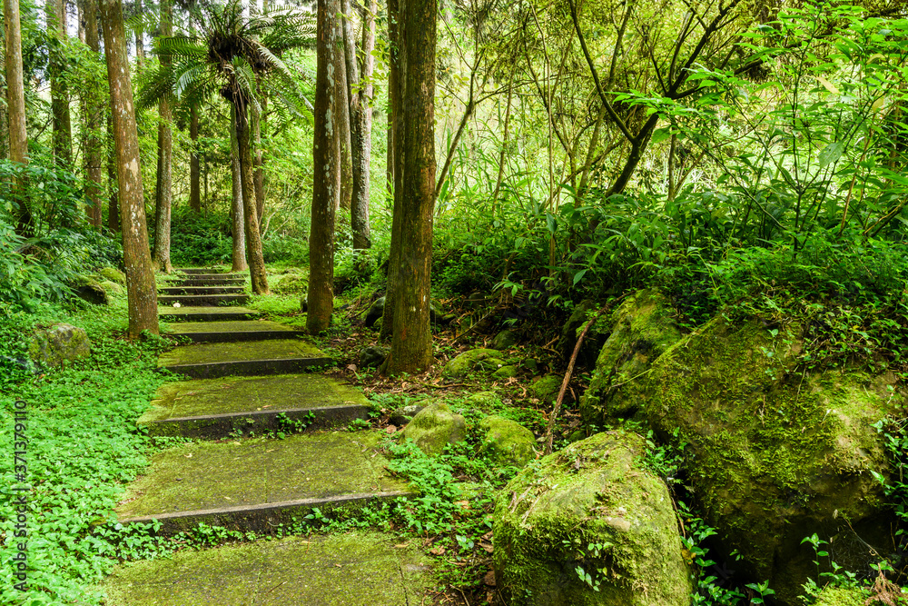 The forest stone stairs path passes through the forest in Zhushan Nantou, Taiwan. The forest stone stairs path passes through the forest in Zhushan Nantou, Taiwan.