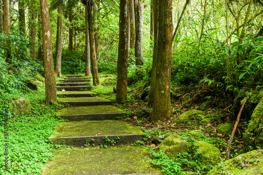 The forest stone stairs path passes through the forest in Zhushan Nantou, Taiwan. The forest stone stairs path passes through the forest in Zhushan Nantou, Taiwan.