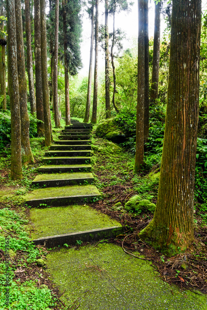 Fototapeta premium Forest stone trail in Nantou of Taiwan