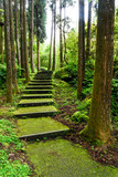 Forest stone trail in Nantou of Taiwan