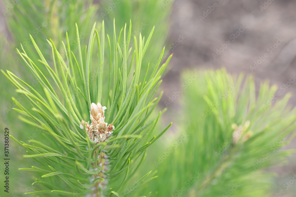 Buds of a coniferous tree in spring wake up on a clear