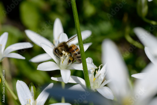 bee on flower in spring garden