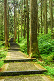 Stone stair in green in the forest