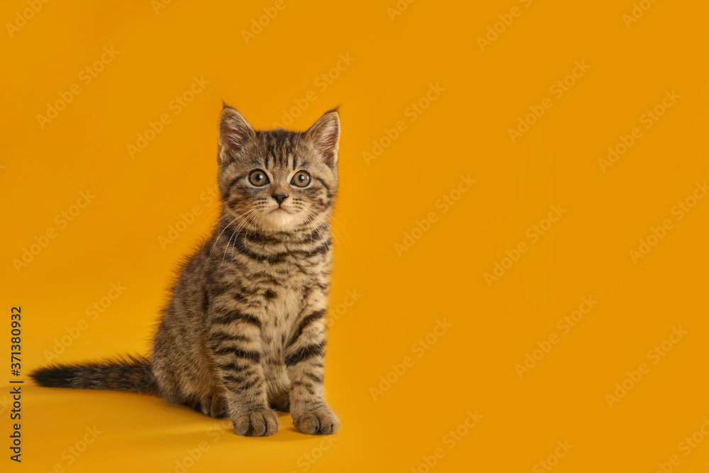 Cute tabby kitten on yellow background, space for text. Baby animal