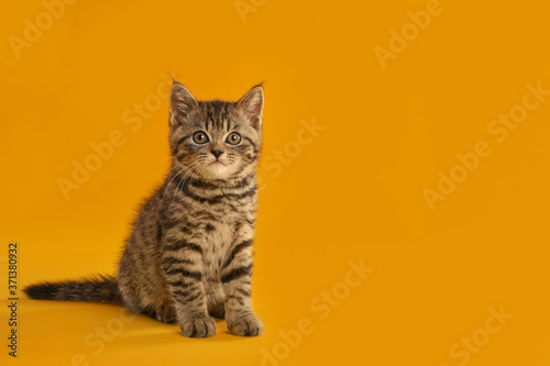 Cute tabby kitten on yellow background, space for text. Baby animal © New Africa